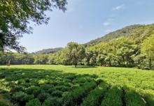 龙井山园茶文化村11