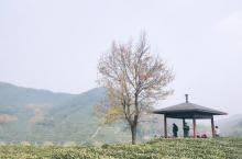 龙井山园茶文化村9