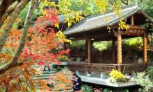 龙井山园茶文化村6
