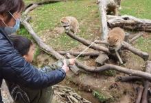 湖州长颈鹿庄园30