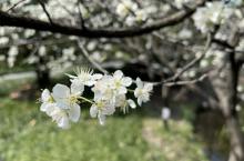 阿里巴巴西溪园区9