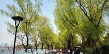 柳浪闻莺24