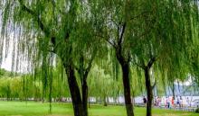 柳浪闻莺9