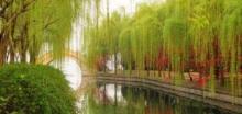 柳浪闻莺25