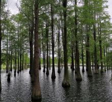 青山湖水上森林郊野公园5
