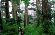 天目山景区7