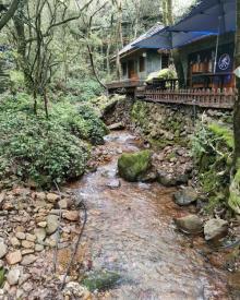 千岛湖森林氧吧5