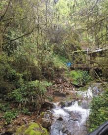 千岛湖森林氧吧7