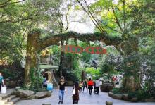 千岛湖森林氧吧22