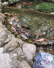 千岛湖森林氧吧16