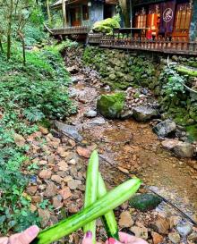 千岛湖森林氧吧17