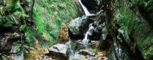 千岛湖森林氧吧3