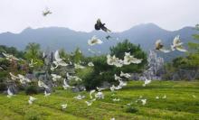 千岛湖石林景区18
