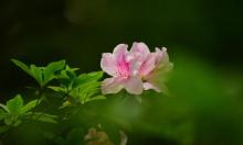 杭州植物园15
