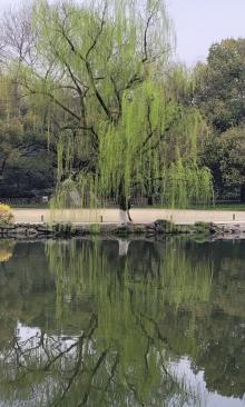 苏堤18