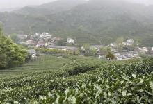 龙井村25
