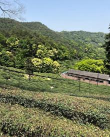 龙井村21
