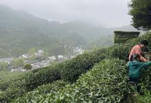 龙井村27
