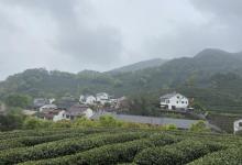 龙井村29
