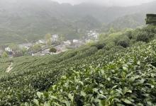 龙井村28