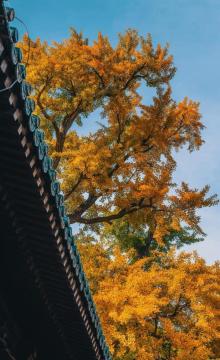 大觉寺11