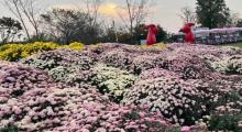 九龙湾花星球14