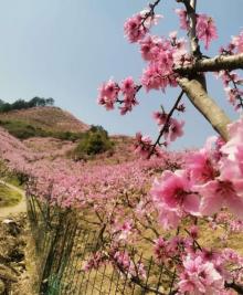 桃花坞9
