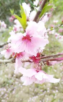 桃花坞10