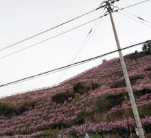桃花坞8