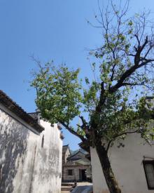 郭洞古生态村15