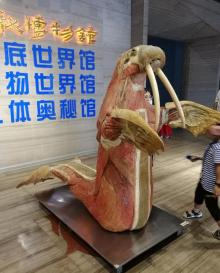 生命奥秘博物馆11