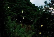 千岛湖酉坞里萤火虫主题公园2