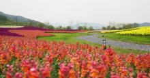 径山花海7