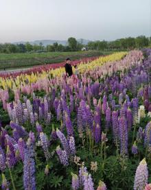 径山花海13