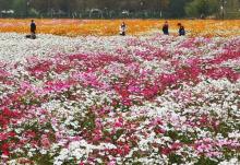 径山花海15