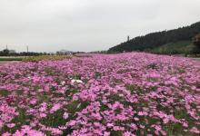 径山花海30