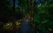 莫干山云起萤光水森林（萤火虫基地）2