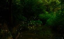 莫干山云起萤光水森林（萤火虫基地）10