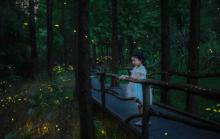 莫干山云起萤光水森林（萤火虫基地）11