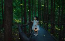 莫干山云起萤光水森林（萤火虫基地）7