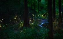 莫干山云起萤光水森林（萤火虫基地）1
