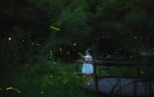 莫干山云起萤光水森林（萤火虫基地）5