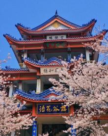 樱花谷19