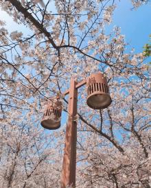 樱花谷17