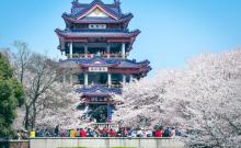 樱花谷4