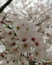 樱花谷22