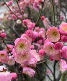 李公堤19
