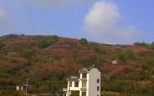卖花渔村6