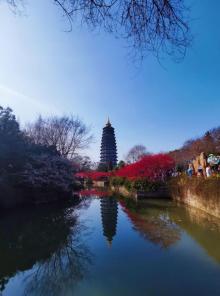 红梅公园27