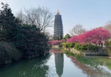 红梅公园20